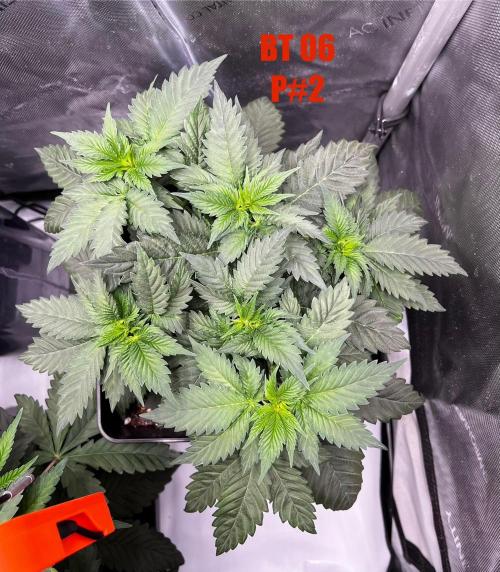 La Bomba !!!. Week 5