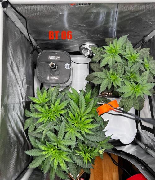 La Bomba !!!. Week 5