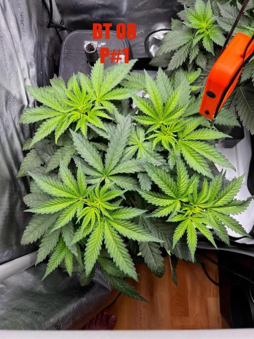 La Bomba !!!. Week 6