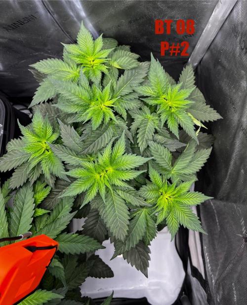 La Bomba !!!. Week 6