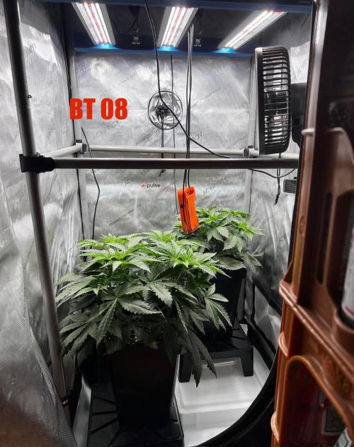 La Bomba !!!. Week 6