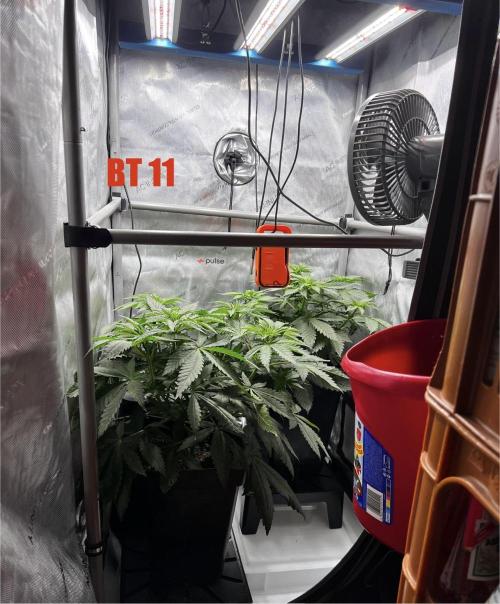 La Bomba !!!. Week 6