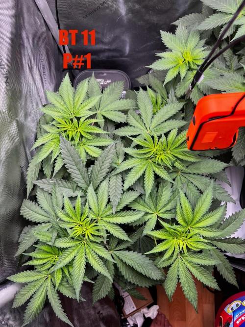 La Bomba !!!. Week 6