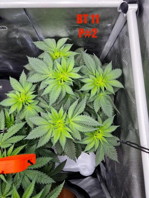 La Bomba !!!. Week 6