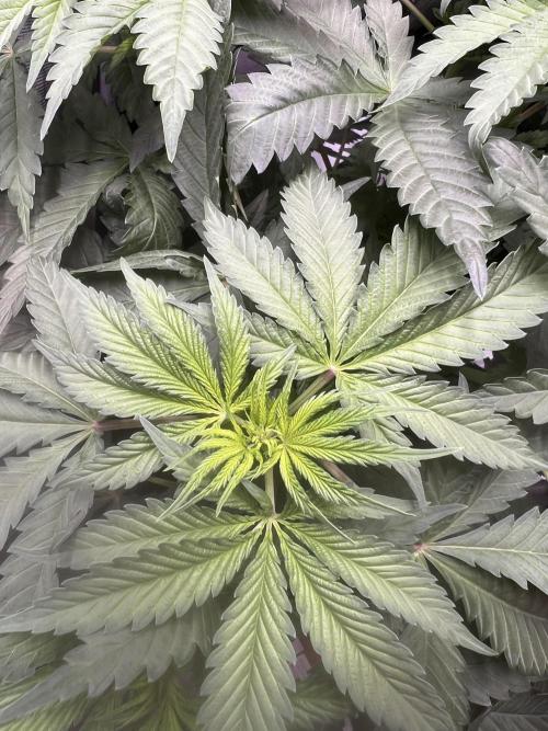 La Bomba !!!. Week 6