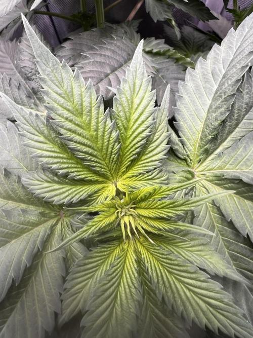 La Bomba !!!. Week 6