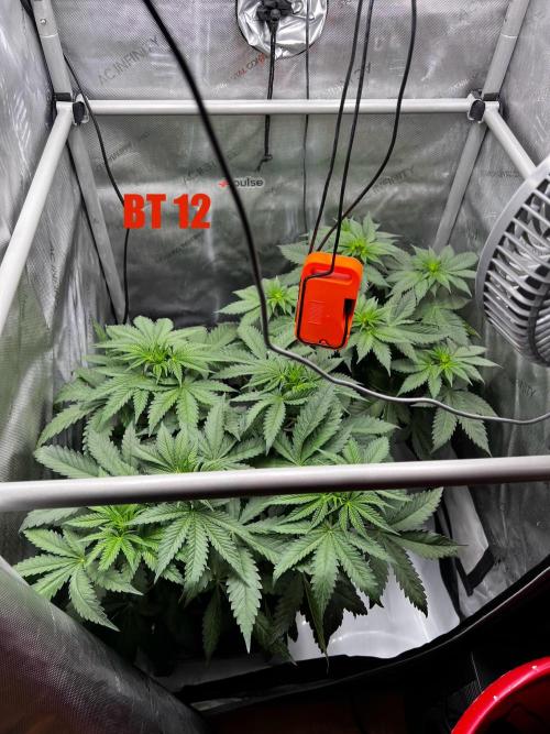 La Bomba !!!. Week 6