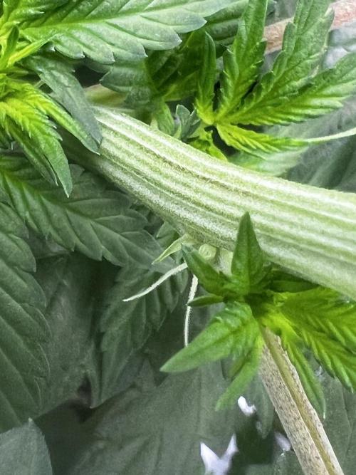 La Bomba !!!. Week 6