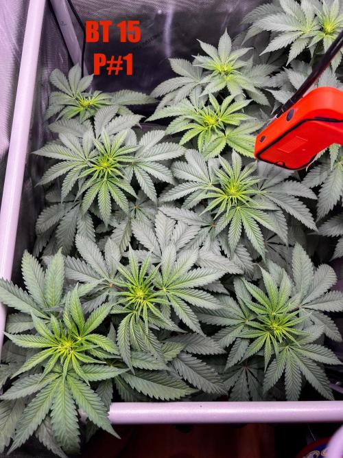 La Bomba !!!. Week 7