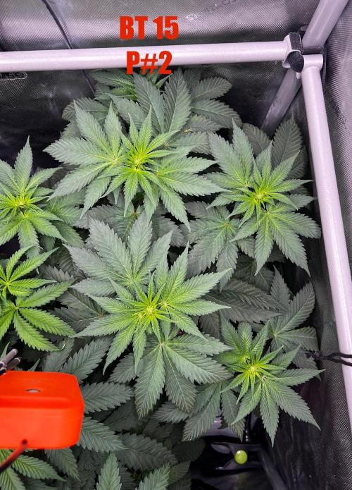 La Bomba !!!. Week 7