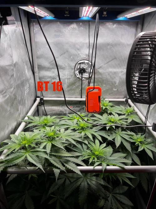 La Bomba !!!. Week 7