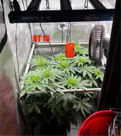 La Bomba !!!. Week 7