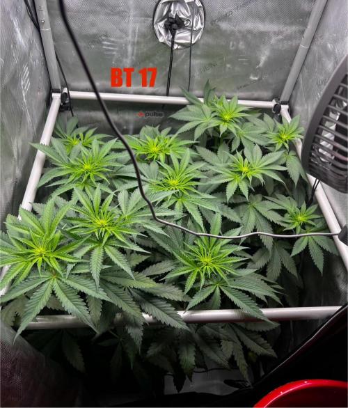La Bomba !!!. Week 7