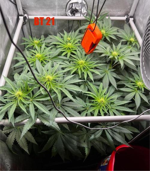 La Bomba !!!. Week 7