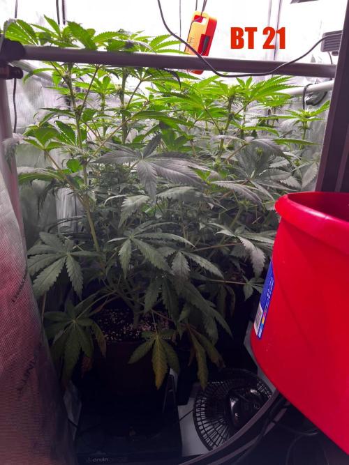 La Bomba !!!. Week 7