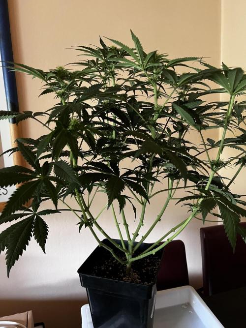 La Bomba !!!. Week 7