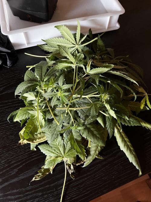 La Bomba !!!. Week 7