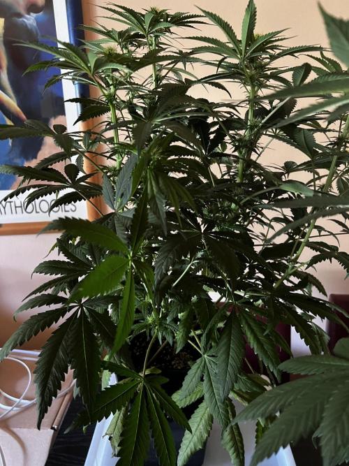 La Bomba !!!. Week 7