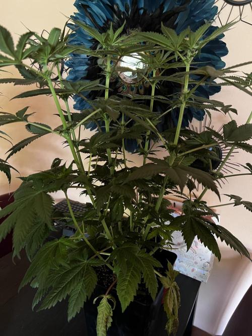 La Bomba !!!. Week 7