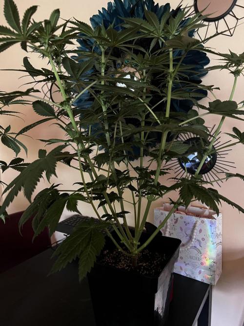 La Bomba !!!. Week 7