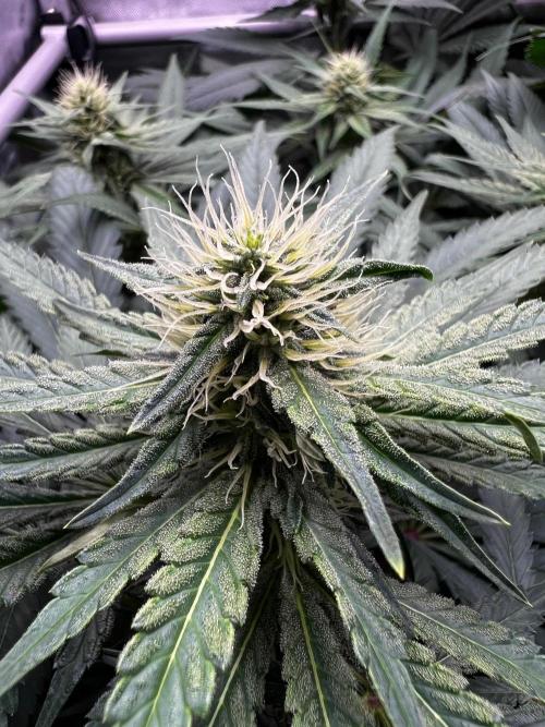 La Bomba !!!. Week 8