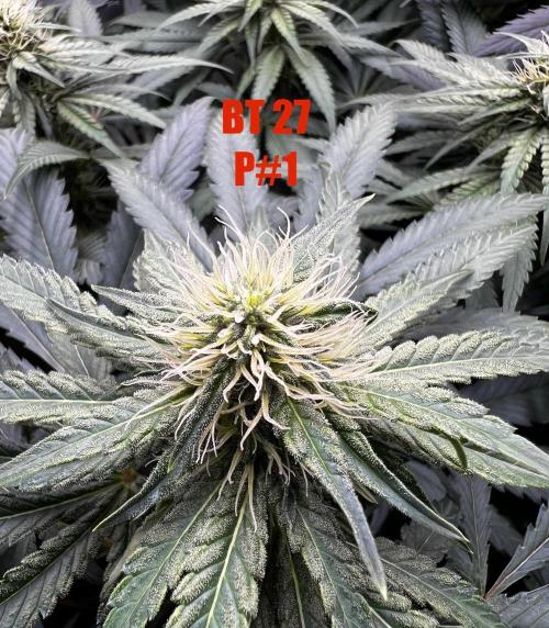 La Bomba !!!. Week 8
