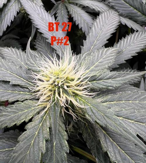 La Bomba !!!. Week 8