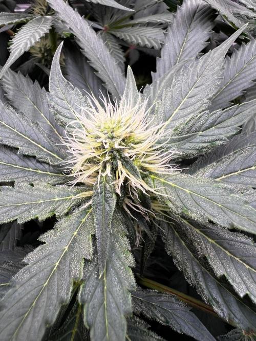 La Bomba !!!. Week 8