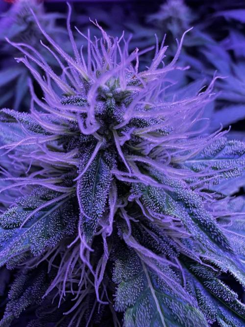 La Bomba !!!. Week 9