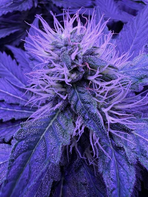 La Bomba !!!. Week 9