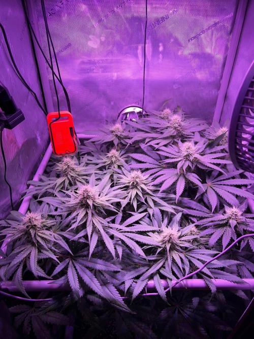 La Bomba !!!. Week 9