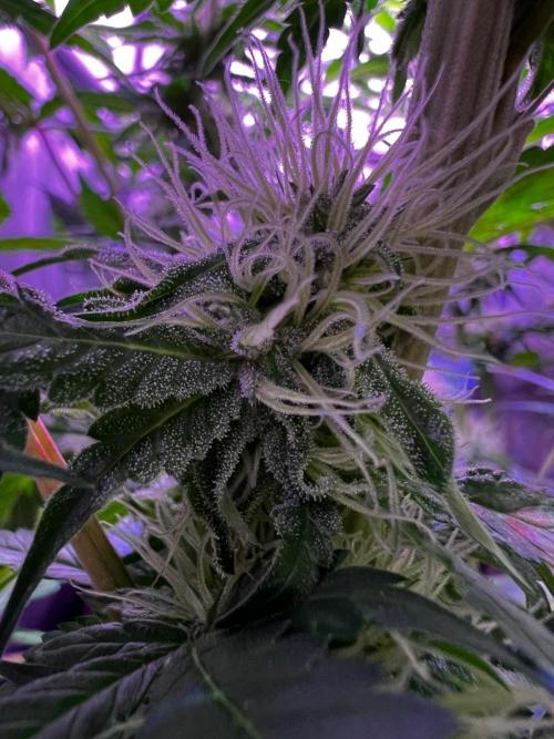 La Bomba !!!. Week 9