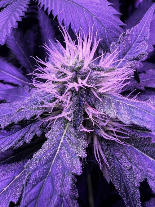 La Bomba !!!. Week 9