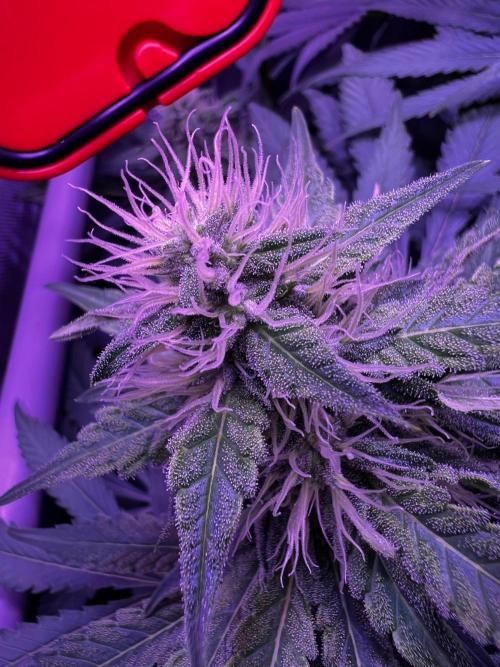 La Bomba !!!. Week 9