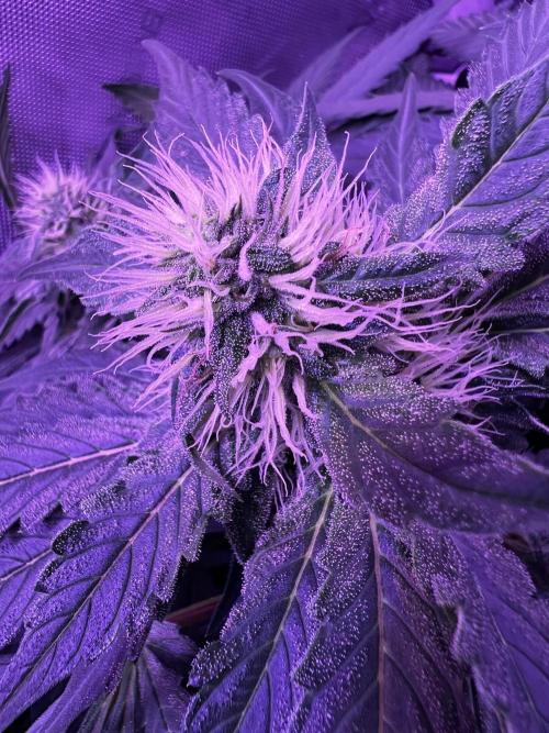 La Bomba !!!. Week 9