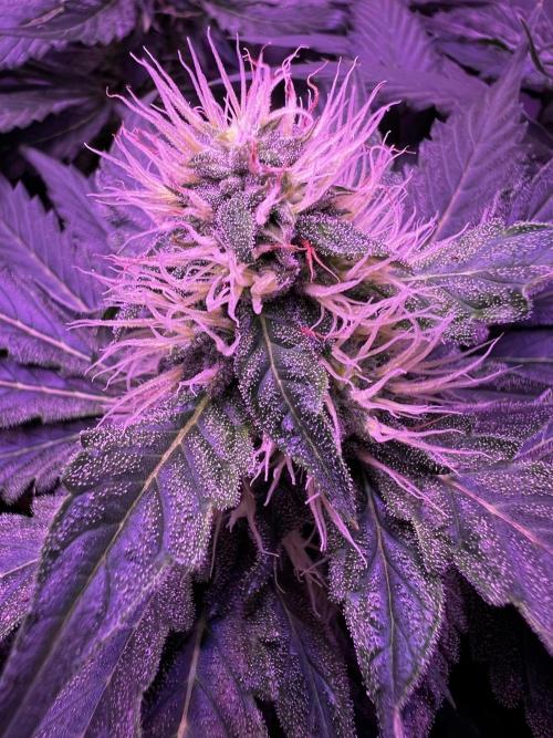 La Bomba !!!. Week 9