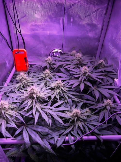 La Bomba !!!. Week 9