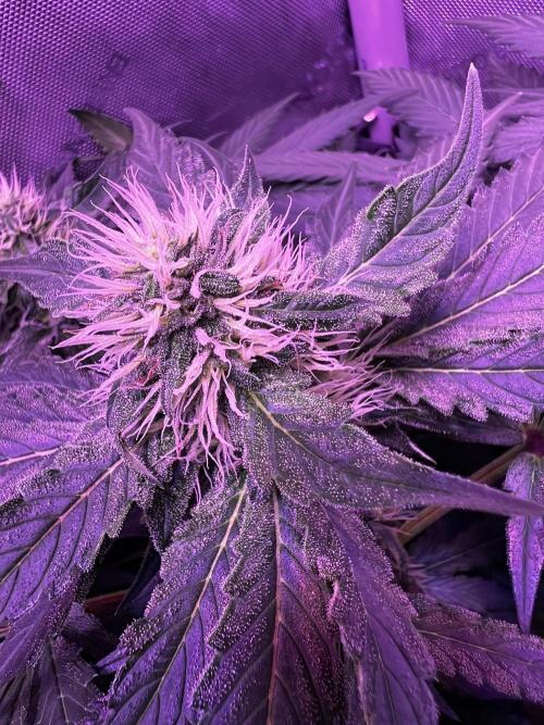 La Bomba !!!. Week 9