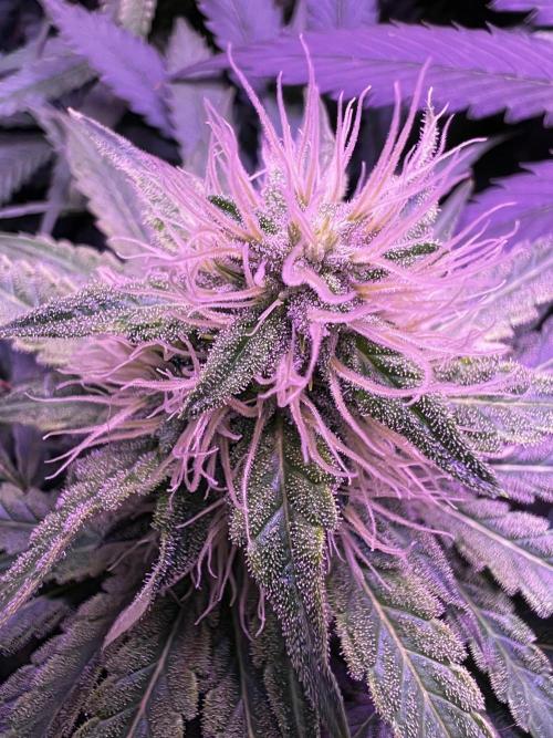 La Bomba !!!. Week 9