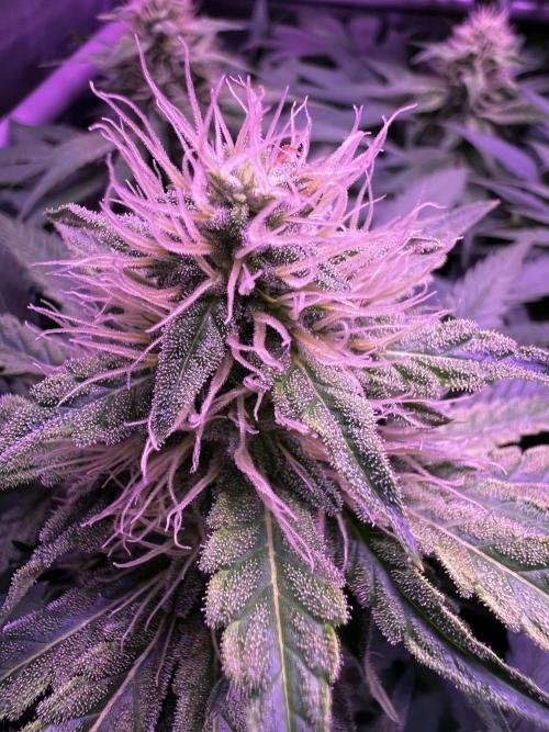 La Bomba !!!. Week 9
