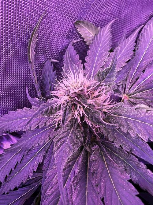 La Bomba !!!. Week 9