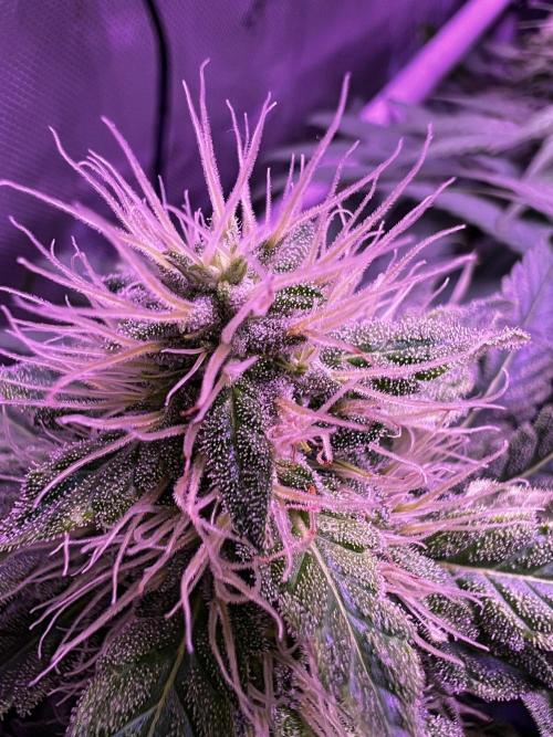 La Bomba !!!. Week 9