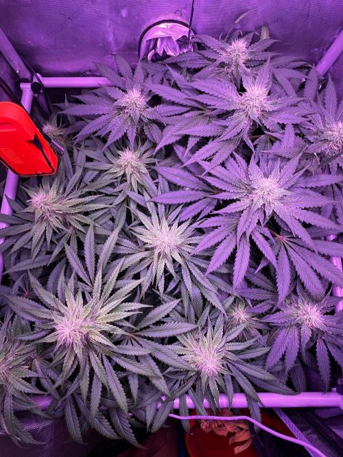 La Bomba. Week 9