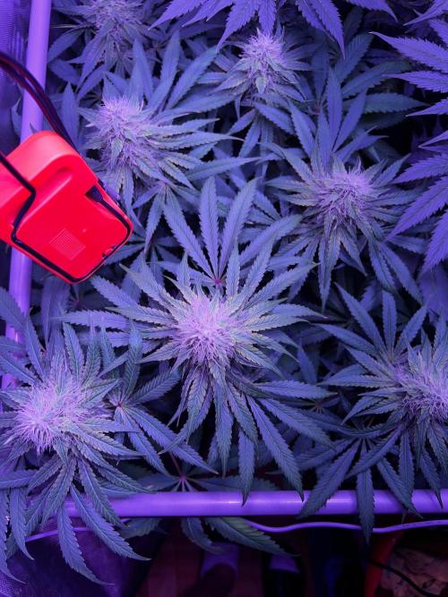 La Bomba !!!. Week 10