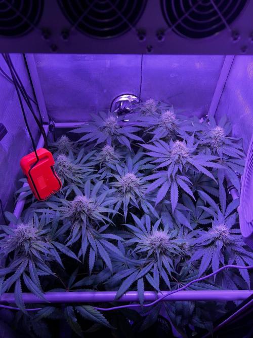 La Bomba !!!. Week 10