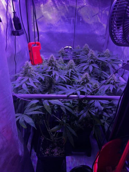 La Bomba !!!. Week 10