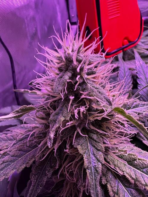 La Bomba !!!. Week 10