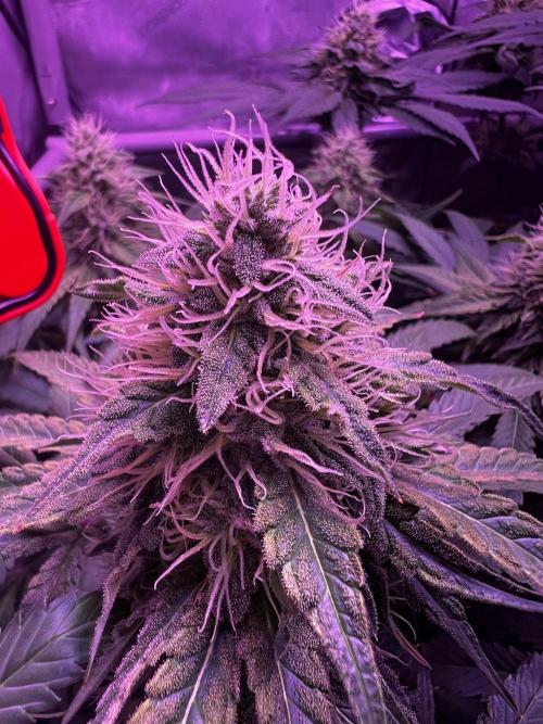 La Bomba !!!. Week 10