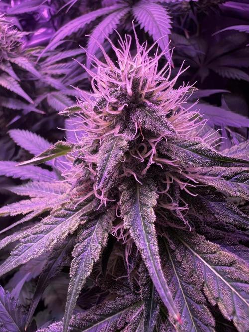 La Bomba !!!. Week 10
