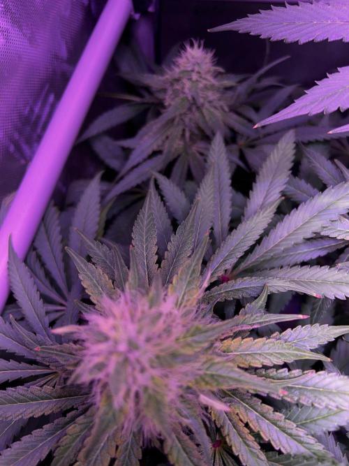 La Bomba !!!. Week 10